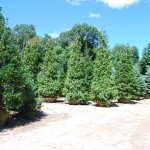 Thuja plicata (Green Giant) Western Arborvitae in center